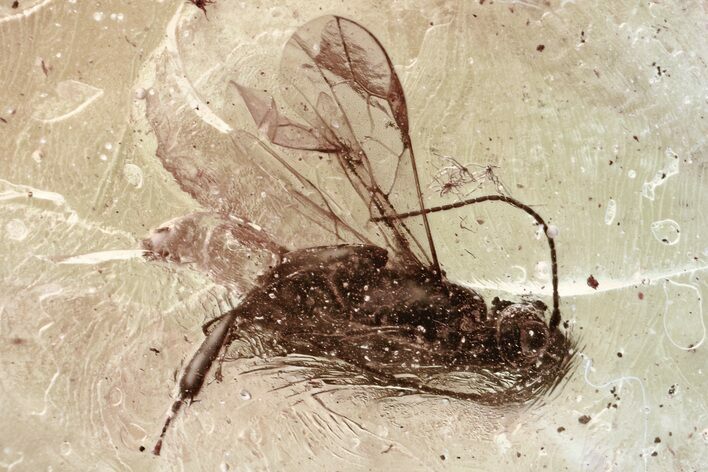 Detailed Fossil Parasitoid Wasp (Braconidae) in Baltic Amber #315315